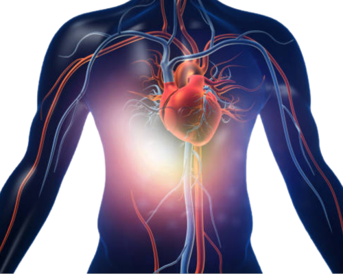 qmra_heart_blood_vessels