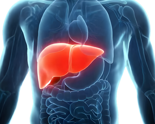 qmra_liver